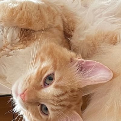 suteaka_524's profile picture. 