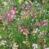 へちまる (@hechimachiman) Twitter profile photo