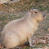 Capybara (@capybarassb) 's Twitter Profile
