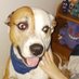 Dog Haus - Foster Mia & Anubis; Moogalicious❤🌈🐾 (@moogalicious1) Twitter profile photo Dog Haus - Foster Mia & Anubis; Moogalicious❤🌈🐾 (@moogalicious1) Twitter profile photo