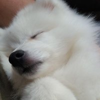 Crim (@crimmy_oce) 's Twitter Profile