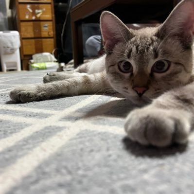 fuji08071's profile picture. ESTIMA、猫、ウマ娘 、スティルインラブ、ちいかわ、FRUITS ZIPPER 、北海道日本ハムファイターズ、