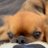 こころ🐶🐱🐶のアイコン