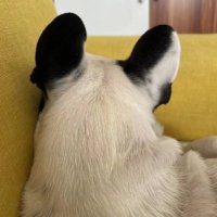 susuShieh (@susushieh) 's Twitter Profile