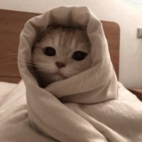 dumplings (@astpl_) 's Twitter Profile
