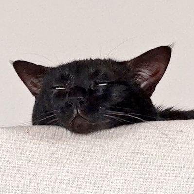 kirarakoubou397's profile picture. はちねこで保護され2019.2に家族になった黒猫きらら氏です。
家庭内ヒエラルキーはきらら氏が最上位です。  
無言フォローお許しください＞🐈‍⬛
包丁研ぎのきらら工房のアカウントはこちら⇒@kira2koubou397