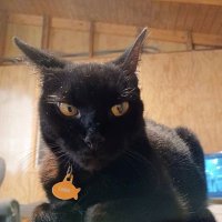 πΉQueen Luli (@queenlulii) 's Twitter Profile Photo πΉQueen Luli (@queenlulii) 's Twitter Profile Photo
