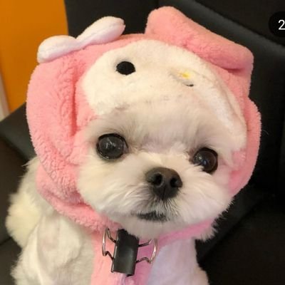shimkoongie Profile Picture