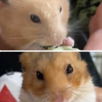ハムハムず🐹 (@hamuhamu1006) 's Twitter Profile