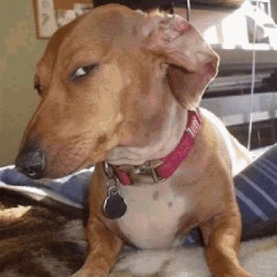 DwinoRatRunners's profile picture. #Skol