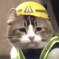 だんぼろ (@dyanboro) 's Twitter Profile Photo だんぼろ (@dyanboro) 's Twitter Profile Photo
