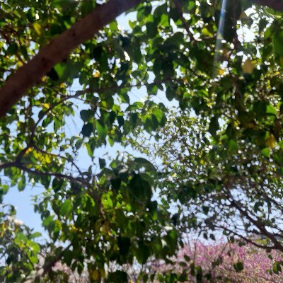 Soficipolat's profile picture. 