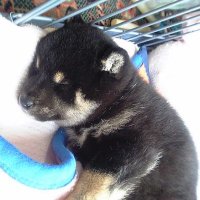 なお (@kakaka_xrp) 's Twitter Profile