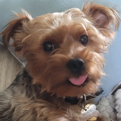 hello, world! mango, here. i am a Yorkshire terrier who loves to play with my brothers and make goofy faces for the camera :)