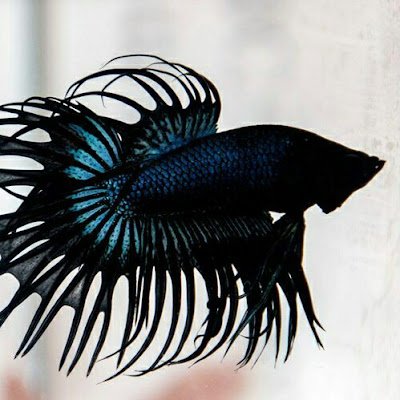 vikram_0_5_6's profile picture. Tech enthusiast🤩
cinema 🥳🤌