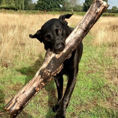 Black Labrador. Access all areas including the big bed. Life is good. I have a cold nose and a warm heart.