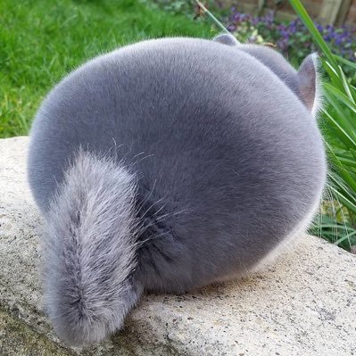 털뭉さんのプロフィール画像