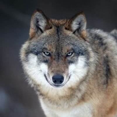 julian_arsene's profile picture. Open minded Tweets. All views are my own.