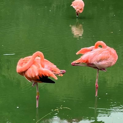 poppysomuns's profile picture. 