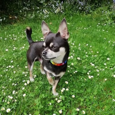 I am Big Boi, a chihuahua. I was rescued and now live in London. I type with my paws.