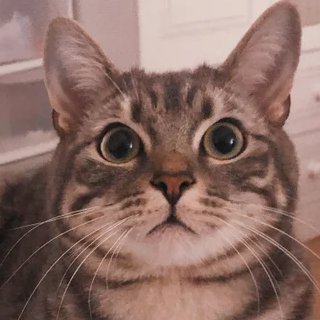 bachmanngeek's profile picture. ᵇᵉʸᵒᶰᵍ ᵍᵒᵒᵈ ᵃᶰᵈ ᵉᵛᶤˡ