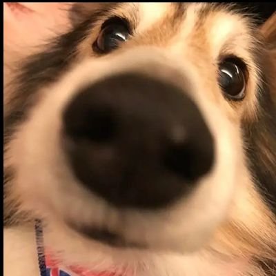 @sillyboiye