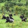 KivuBeauty's profile picture. À travers @KivuBeauty découvrez les merveilles du #KIVU #KIVUBeauty #Tourisme #RDC 🇨🇩