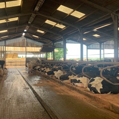 theashleysfarm's profile picture. High producing robotic dairy farm in the heart of Shropshire. All views our own, showing daily farm life, the thrills and the spills.