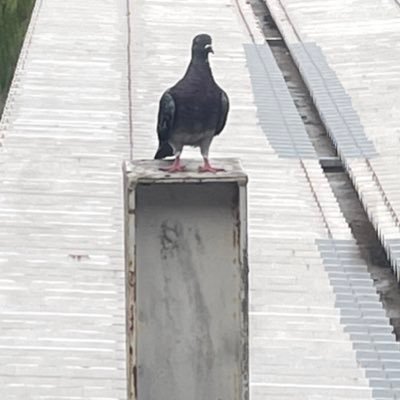 penguin_pepei's profile picture. ペリカンです