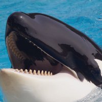 1337_orca (@1337_orca) 's Twitter Profile