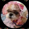 vj_uta15y8t9gs's profile picture. しばらく、お休みしていました。
2023、5月に16歳で詩さんは、お空に行ってしまいました。

今は、詩さんの生まれ変わりか？
縁なのか、桜音(おと)ちゃん6ヶ月がいます。
ワチャワチャの、生活です😵‍💫

違う、アカウントで復活したのでよろしくお願いします。
無言、いいねとかもするかと思いますが。