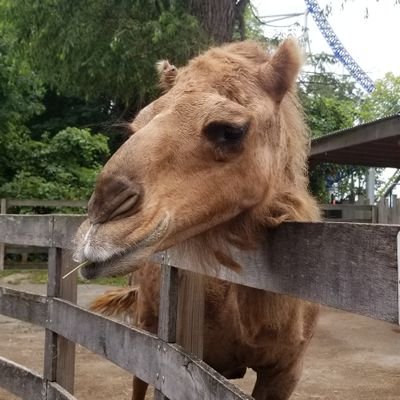 Pistons, F1, Star Wars and LOTR fan. Crazy cats and an encounter with a cheeky camel