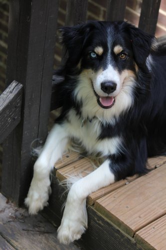 9yo deaf Aussie, pawlanthropist & lead dog at Fabulous McGrady and Friends Foundation which helps rural Carolinas animal shelters in need! Find me on FB!