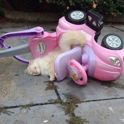 Aspirante a sugar baby que nació cansada y que quiere jubilarse (ojalá no en este país). #OTPTEEMO
