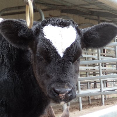 NikkiKittyK's profile picture. Just standing back and watching everyone stop questioning things while becoming oh so compliant.