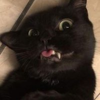 π βββ€ Lumos maxima (@sheilatxt) 's Twitter Profile
