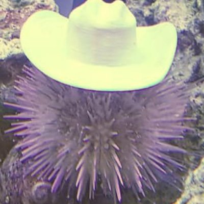 uraniuhhh's profile picture. clown