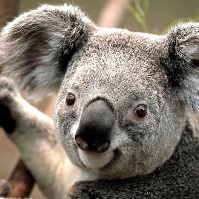 しのぶさんのプロフィール画像