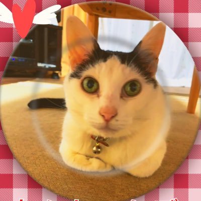 愛猫ナナ19歳と東京の下町で暮らしています🐱/ビールと美味しいものが大好きです/ソロ活に挑戦中です