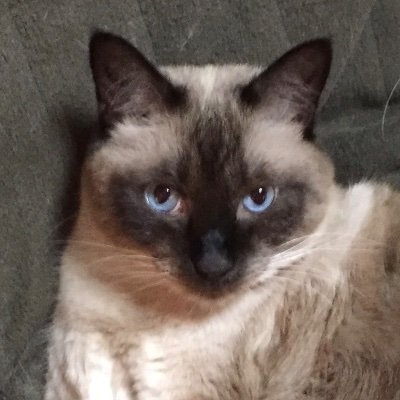 猫海士ゲルさんのプロフィール画像