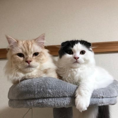 夫婦と赤ちゃん1人 猫2匹 長毛マンチカンのしゃけ🎂🎊🎉→2021.11.27 スコティッシュフォールドのそば🎂🎊🎉→2022.4.18 TikTok→ https://t.co/bbnlAfnjth ブログ→ https://t.co/XyzmsD2xXk