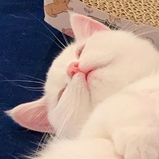 우리막냉이