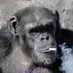 ABE THE APE (@keprabonenjoyer) Twitter profile photo ABE THE APE (@keprabonenjoyer) Twitter profile photo