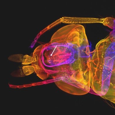 Centre for Biophotonics @PhysicsStrath @UniStrathclyde. We design, develop, and use new optical microscopes and mesoscopes. Tweets by all group members.