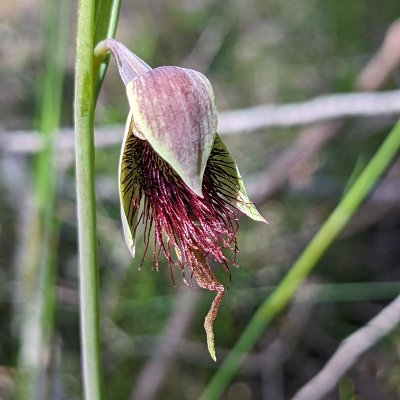 Love growing Australian plants