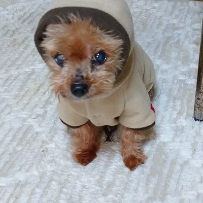 我が家の愛犬のヨークシャーテリアのチロ♂16歳てした。2021,11,1に旅立ちました。🌈