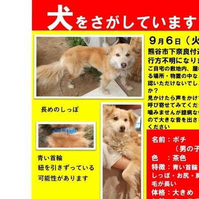 9月6日に熊谷市からいなくなってしまったポチを探しています。長いシッポ、青い首輪が特徴です。見かけた方はご連絡ください！また、チラシ配りのボランティアさんを募集中です！チラシを貼ってもいいよ！というお店や企業様も募集中です！