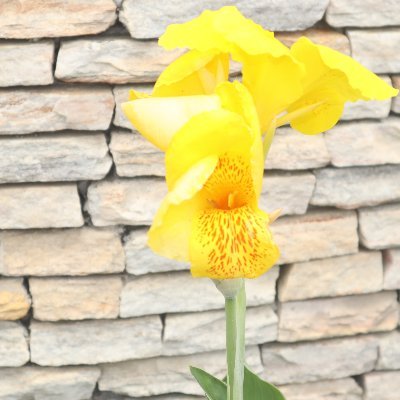 felaruozy's profile picture. i am a nigerian