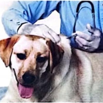 MultiscaleA's profile picture. Multiscale transmission dynamics of rabies in Africa: The urban-rural interface (SNF project)