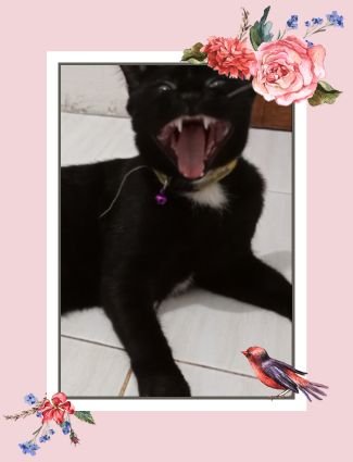 syula_tri's profile picture. LOVE